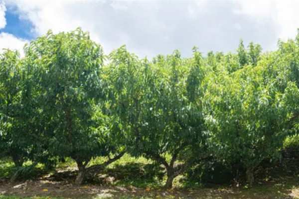 油桃的生长条件,年降水量要达到500-800毫米
