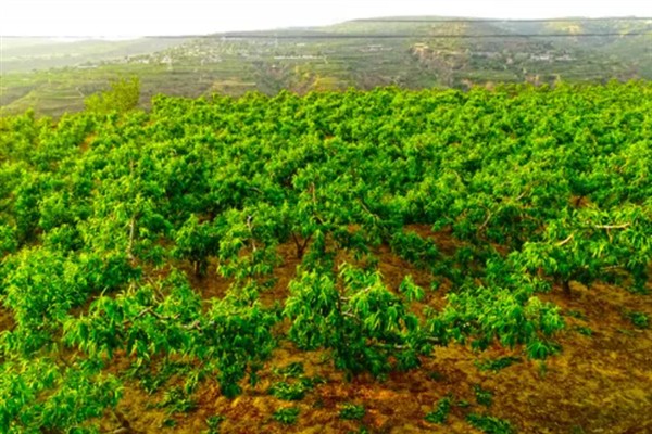 油桃的生长条件,年降水量要达到500-800毫米