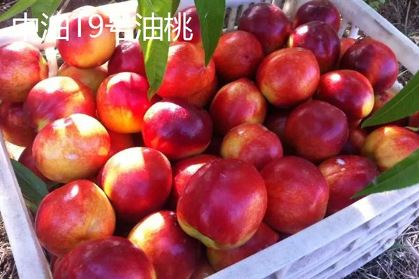 油桃的生长条件,年降水量要达到500-800毫米