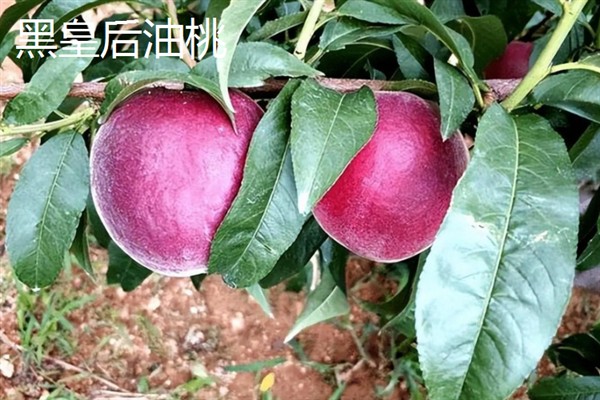 油桃的生长条件,年降水量要达到500-800毫米