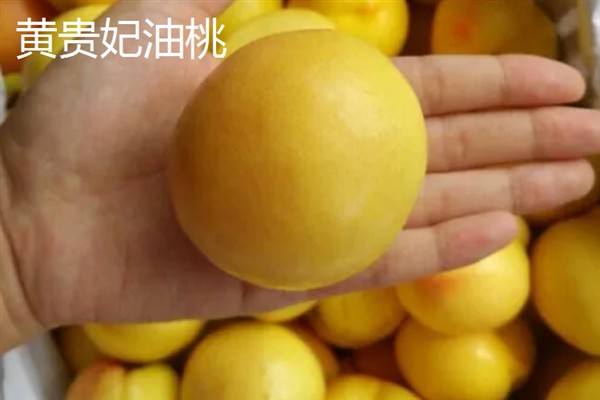 油桃的生长条件,年降水量要达到500-800毫米