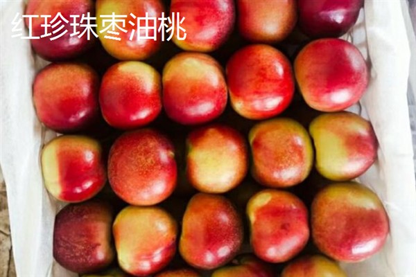 油桃的生长条件,年降水量要达到500-800毫米