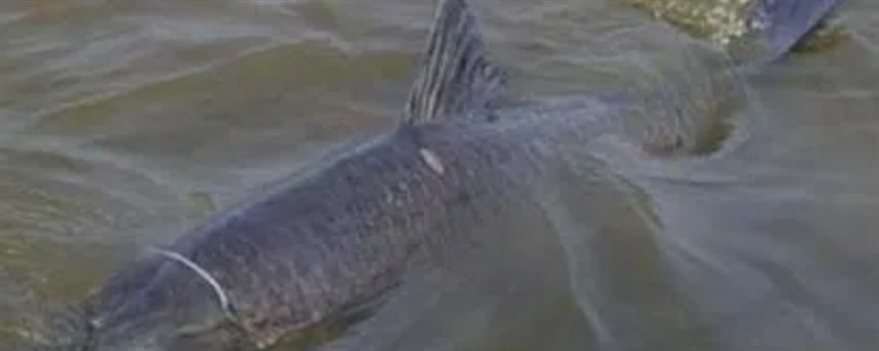 黑坑钓青鱼时的调漂方法，主要采取以下2种方式