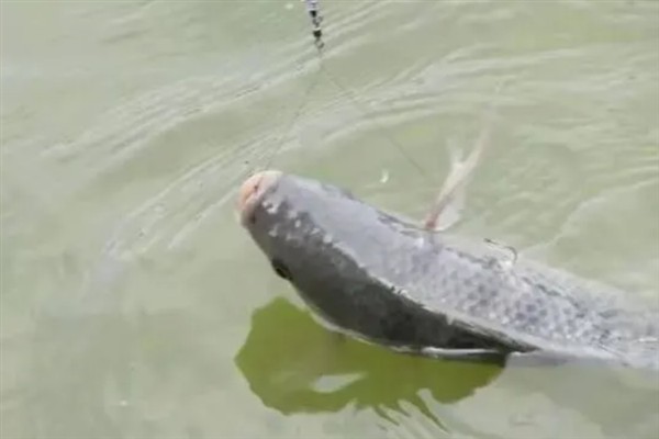 黑坑钓青鱼时的调漂方法，主要采取以下2种方式