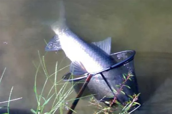 黑坑钓青鱼时的调漂方法，主要采取以下2种方式