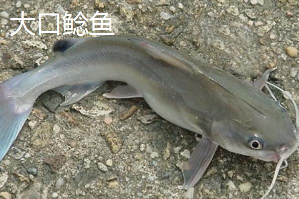 鲶鱼的品种有哪些，常见的有土鲶、大口鲶鱼等