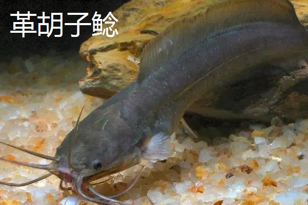 鲶鱼的品种有哪些，常见的有土鲶、大口鲶鱼等