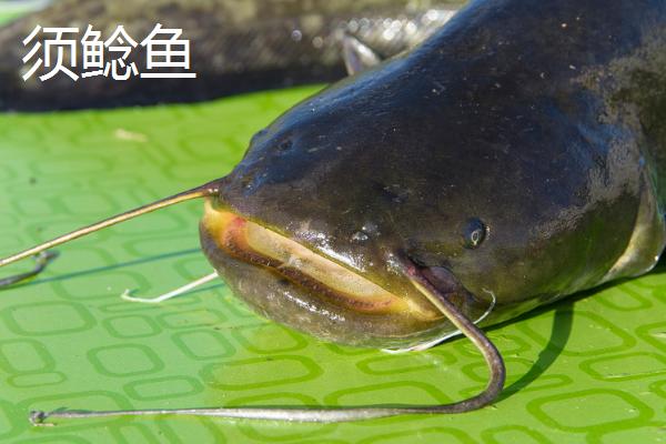 鲶鱼的品种有哪些，常见的有土鲶、大口鲶鱼等