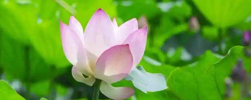 花的象征意义，不同花卉的寓意不同