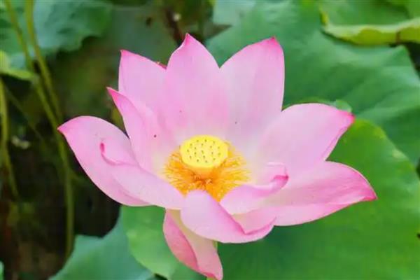 花的象征意义，不同花卉的寓意不同