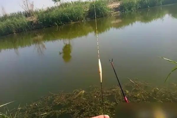 传统钓为什么比台钓更容易钓到大鱼，主要是受到饵料、灵顿、抛竿的影响
