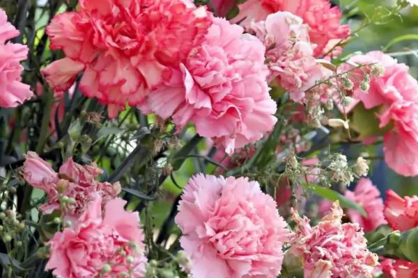 康乃馨的花期持续时间，盆栽从开花到凋谢需要2-3个月