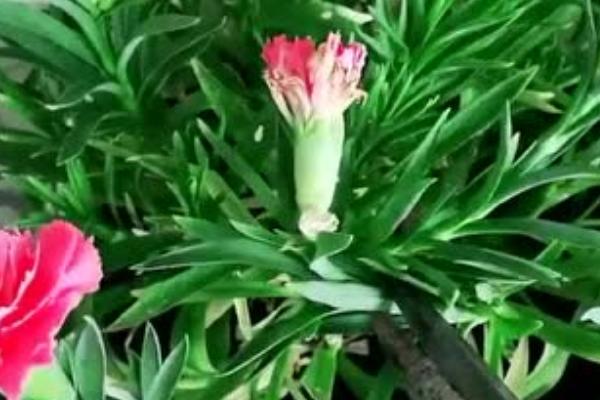 康乃馨的花期持续时间，盆栽从开花到凋谢需要2-3个月