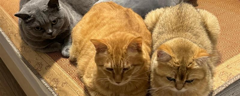 如何正确养猫，一定要了解猫的习性