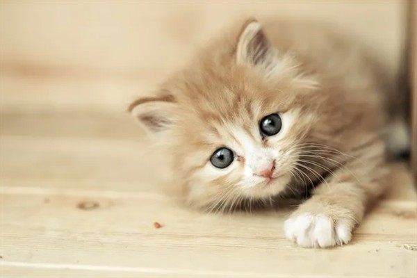 如何正确养猫，一定要了解猫的习性