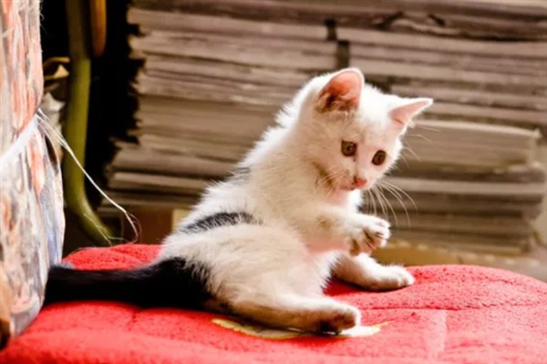如何正确养猫，一定要了解猫的习性