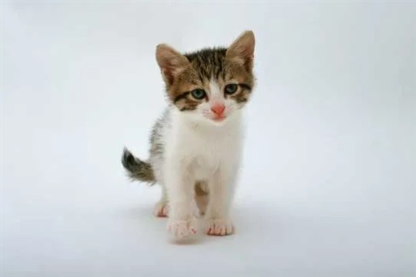 如何正确养猫，一定要了解猫的习性