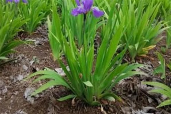 鸢尾花盆栽养殖方法，等土壤发白时再浇水