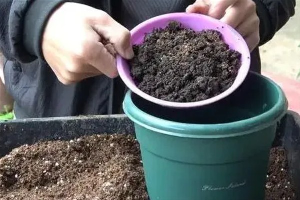 鸢尾花盆栽养殖方法，等土壤发白时再浇水