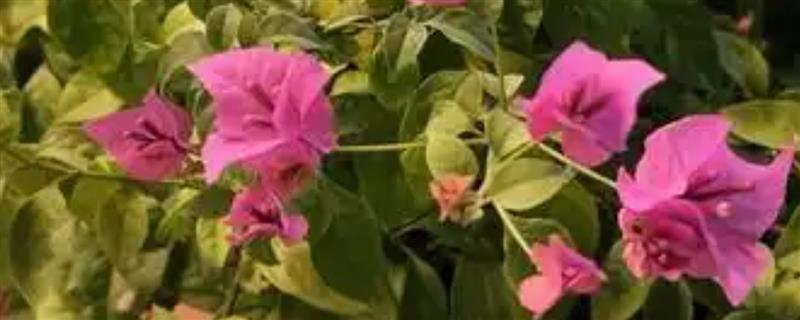 光叶子花与叶子花有什么区别，主要在于茎叶、花朵不同