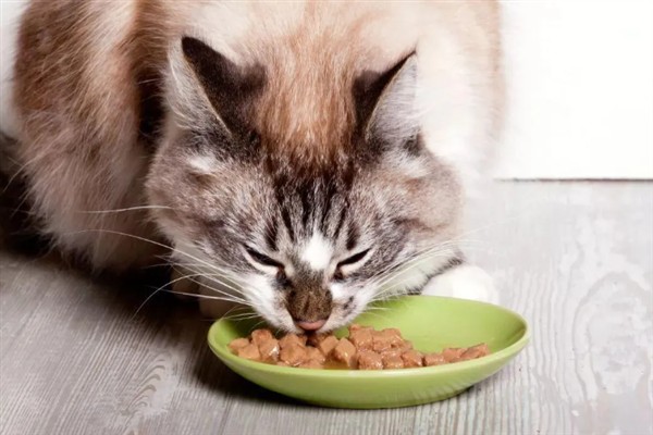 如何正确养猫，一定要了解猫的习性
