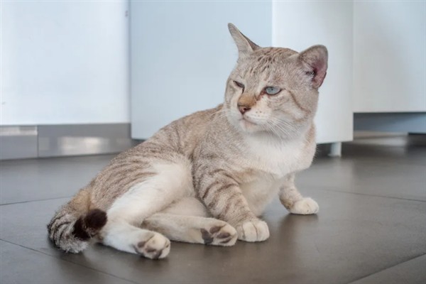 如何正确养猫，一定要了解猫的习性
