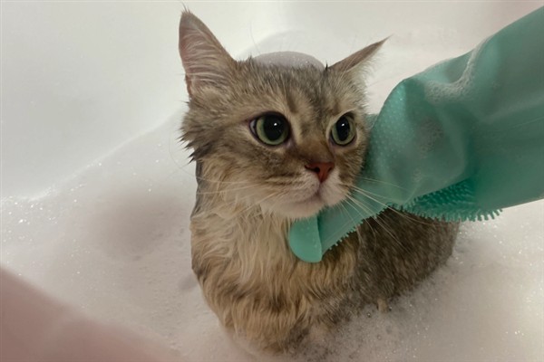 如何正确养猫，一定要了解猫的习性