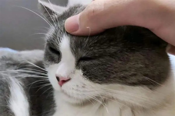 如何正确养猫，一定要了解猫的习性
