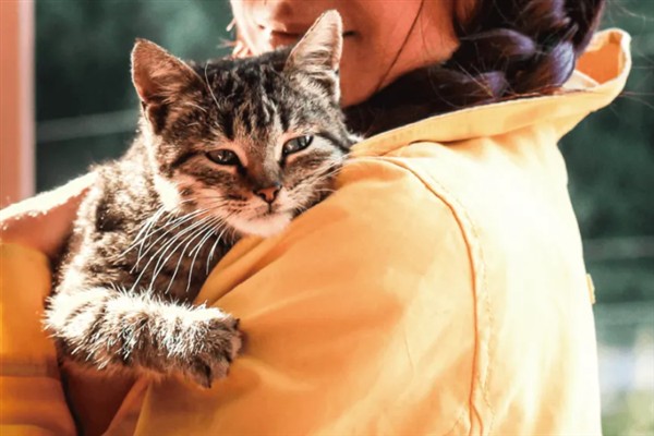 如何正确养猫，一定要了解猫的习性