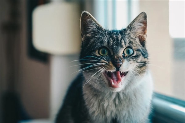如何正确养猫，一定要了解猫的习性