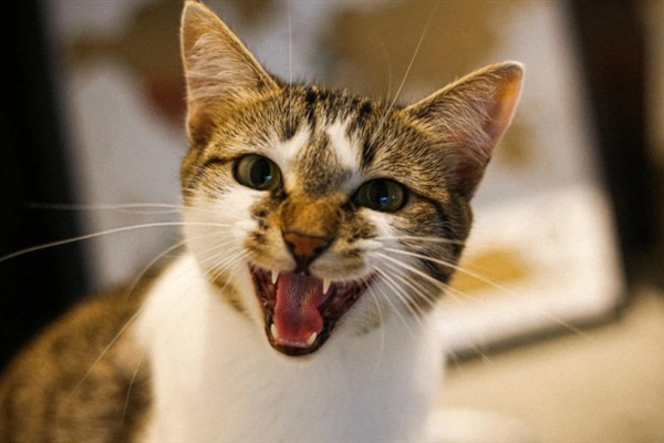如何正确养猫，一定要了解猫的习性