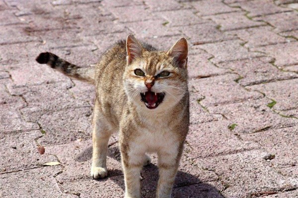 如何正确养猫，一定要了解猫的习性