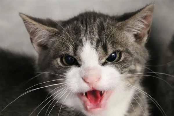 如何正确养猫，一定要了解猫的习性