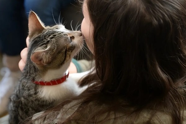 如何正确养猫，一定要了解猫的习性