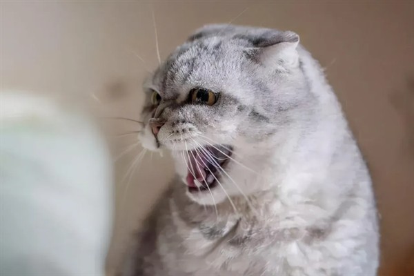 如何正确养猫，一定要了解猫的习性