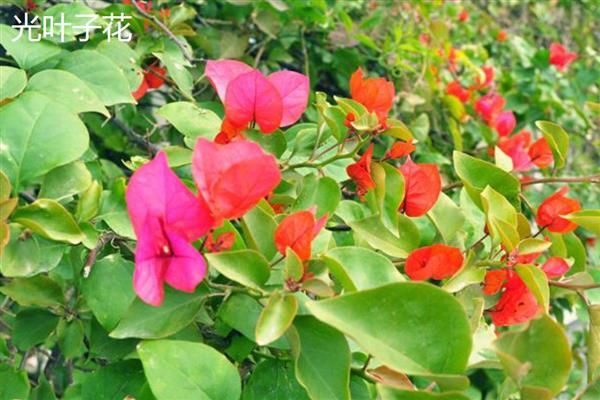 光叶子花与叶子花有什么区别，主要在于茎叶、花朵不同