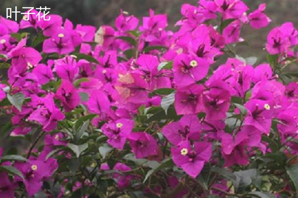 光叶子花与叶子花有什么区别，主要在于茎叶、花朵不同