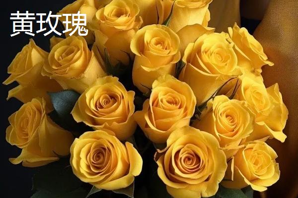 哪种花卉具有坚强的花语，包含仙人掌、梅花、蒲公英等品种