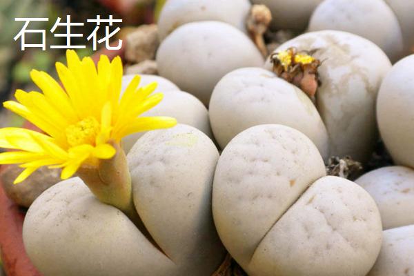 哪种花卉具有坚强的花语，包含仙人掌、梅花、蒲公英等品种