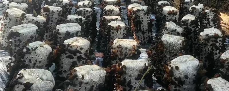 木耳怎么浇水，催耳阶段以雾状水最佳
