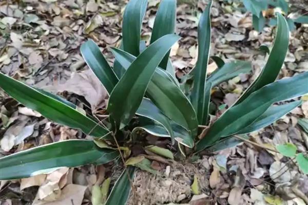 中华万年青如何养护，生长期温度保持在18-30℃为佳