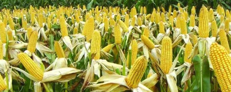 一亩玉米能产多少，能产1500斤左右