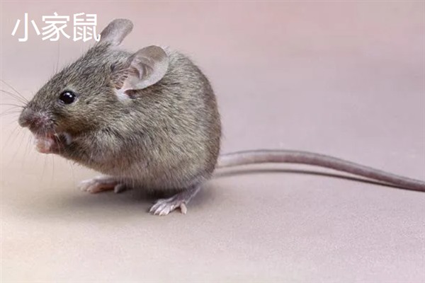 老鼠一年可以繁殖几次，可以繁殖6-8次
