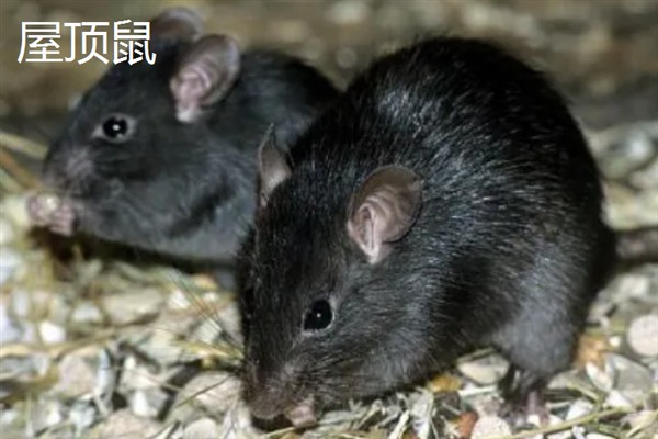 老鼠一年可以繁殖几次，可以繁殖6-8次