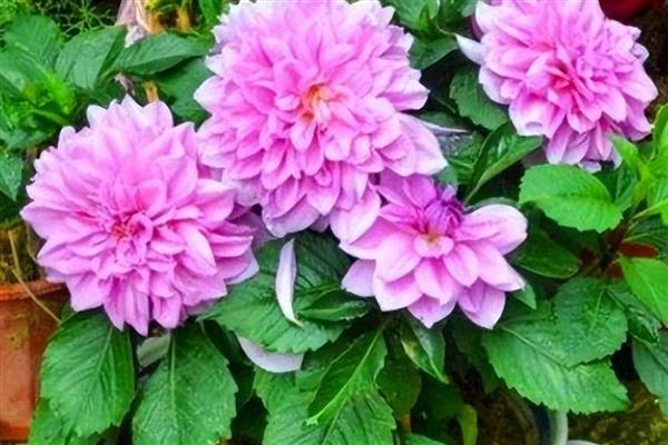 大丽花的养殖方法，温度控制在20-25℃