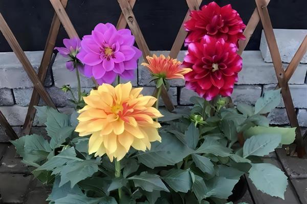 大丽花的养殖方法，温度控制在20-25℃