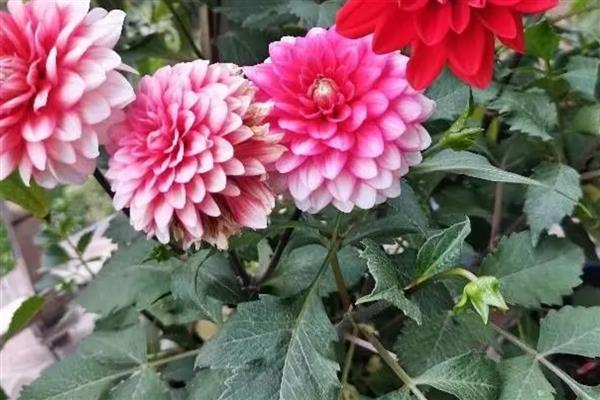 大丽花的养殖方法，温度控制在20-25℃