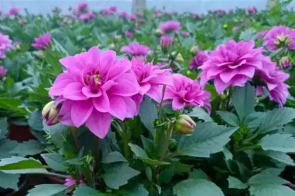 大丽花的养殖方法，温度控制在20-25℃