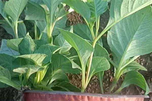 大丽花的养殖方法，温度控制在20-25℃
