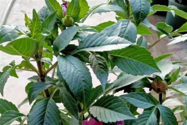大丽花的养殖方法，温度控制在20-25℃